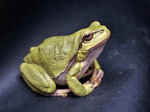 Green frog with white belly